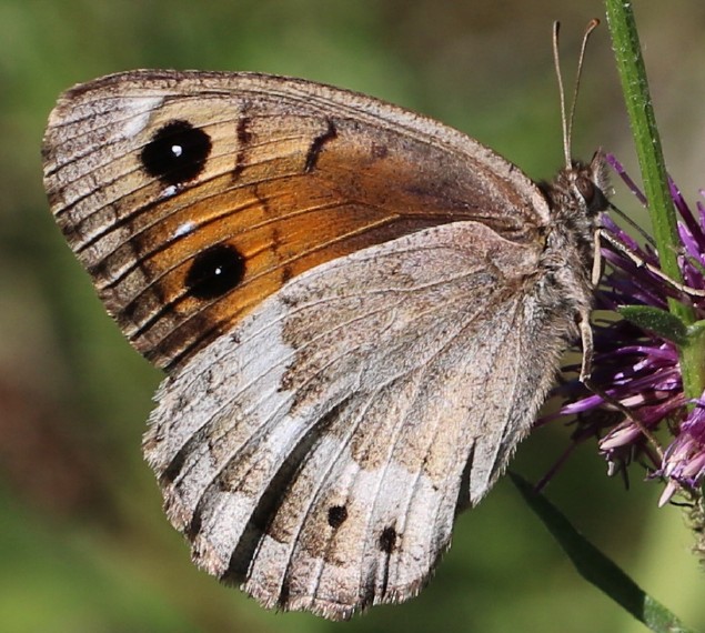 satyrus_ferula_femelle.jpg
