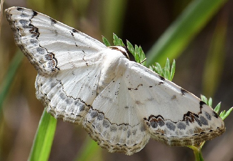 scopula_decorata.jpg