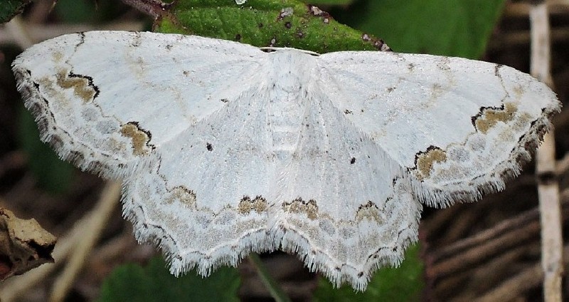 scopula_ornata.jpg