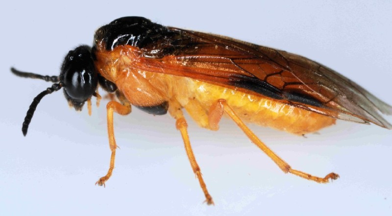 selandra_serva.jpg