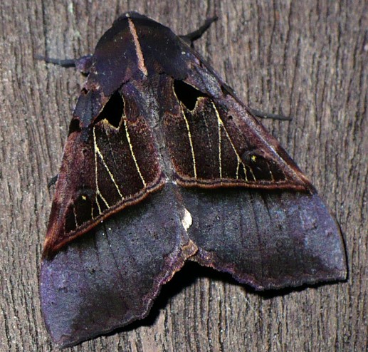 serrodes_trispila.jpg