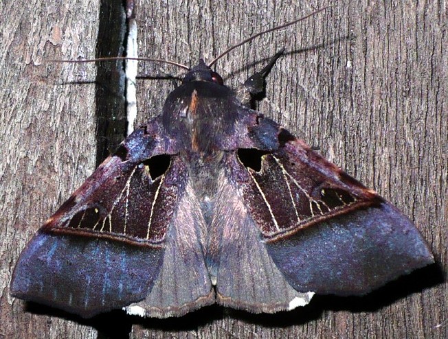 serrodes_trispila_1.jpg