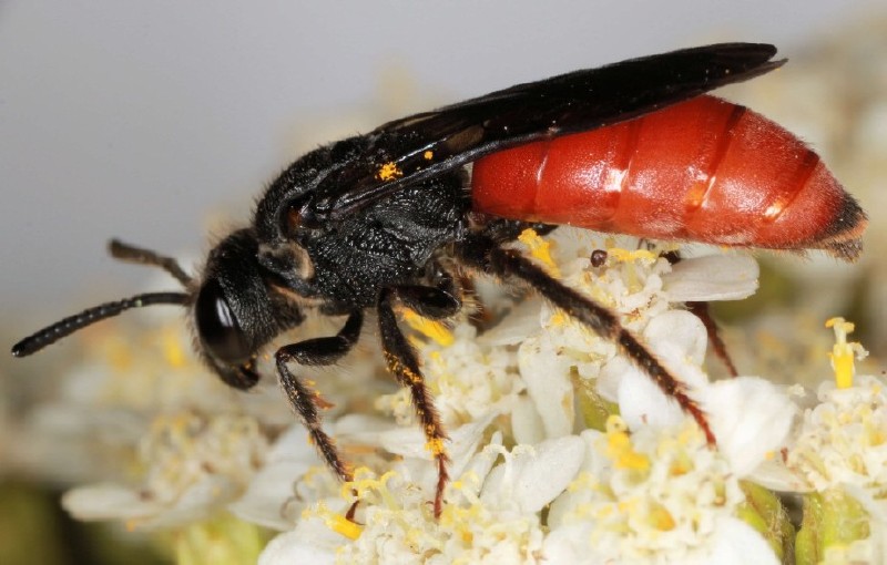 sphecodes_albilabris_femelle.jpg