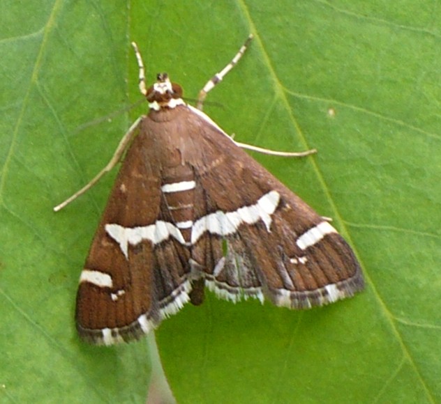 spoladea_recurvalis.jpg