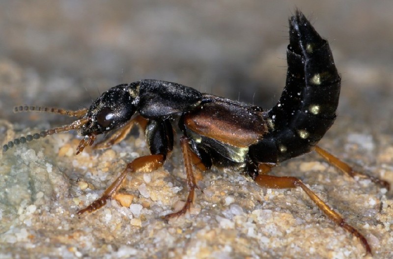 staphylinus_dimidiaticornis.jpg