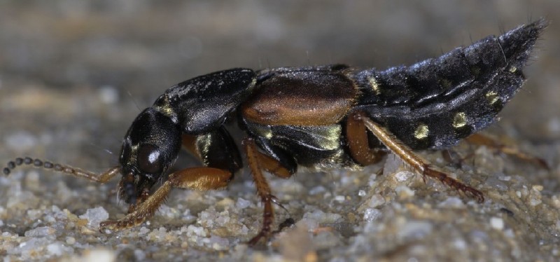 staphylinus_dimidiaticornis_1.jpg