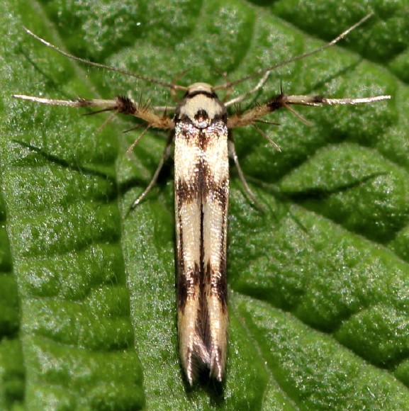 stathmopoda_pedella.jpg