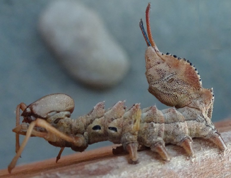 stauropus_fagi_chenille.jpg