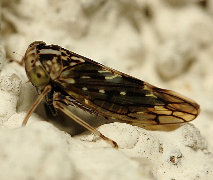 stenidocerus_poecilus.jpg