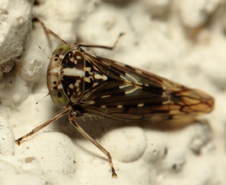 stenidocerus_poecilus_1.jpg