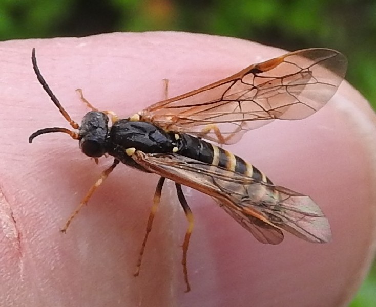 strongylogaster_multifasciata.jpg
