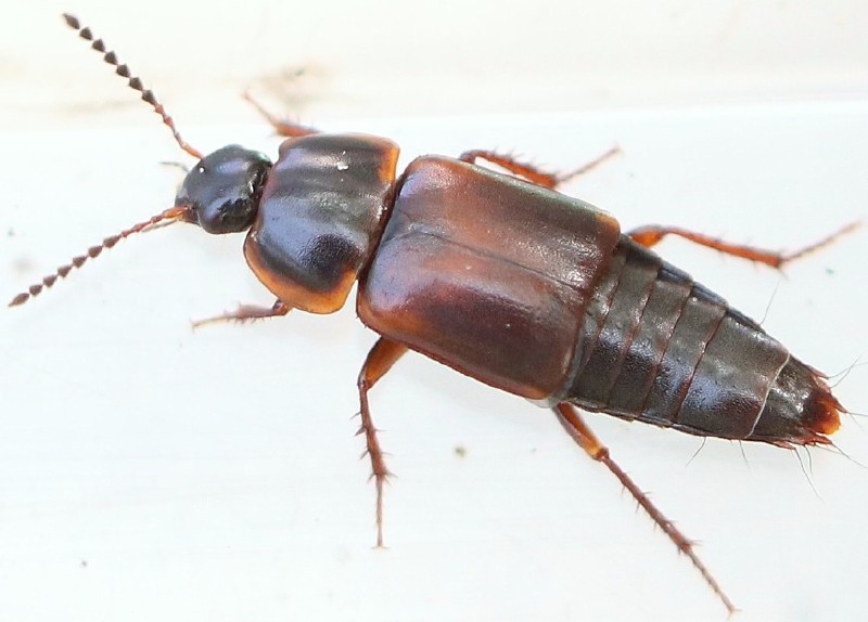 tachinus_humeralis.jpg