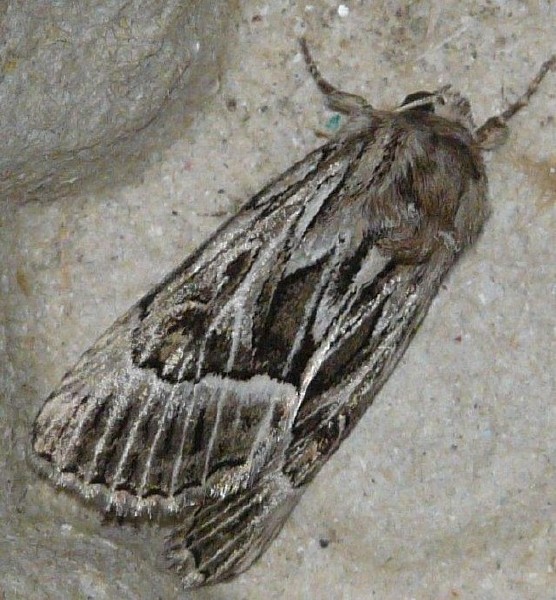 thalpophila_vitalba.jpg