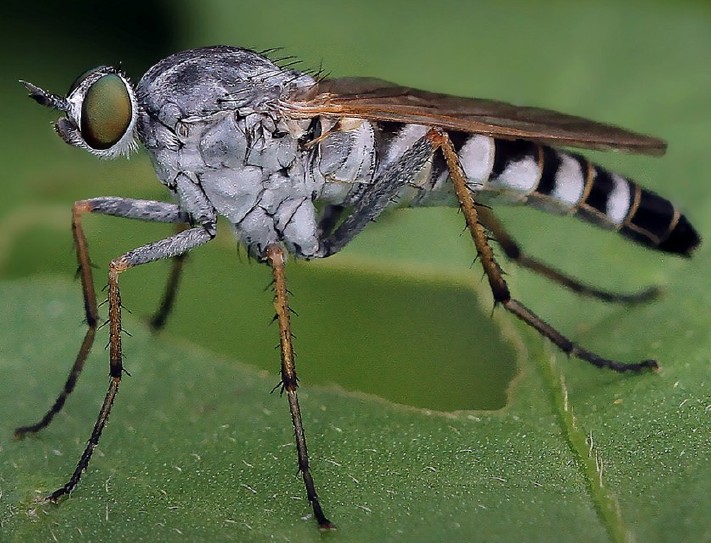 thereva_sp_male.jpg