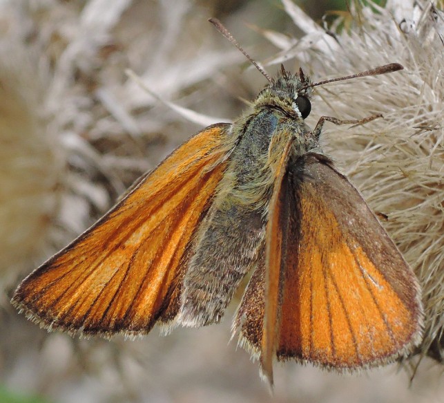 thymelicus_sylvestris.jpg