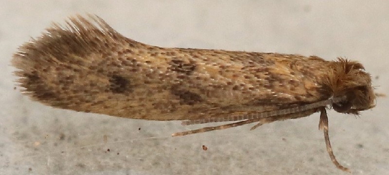 tinea_dubiella.jpg