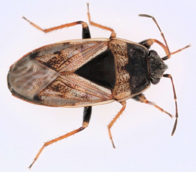 trapezonotus_sp.jpg