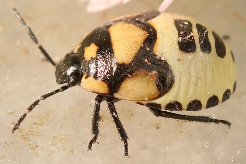 tritomegas_bicolor_juvenile.jpg