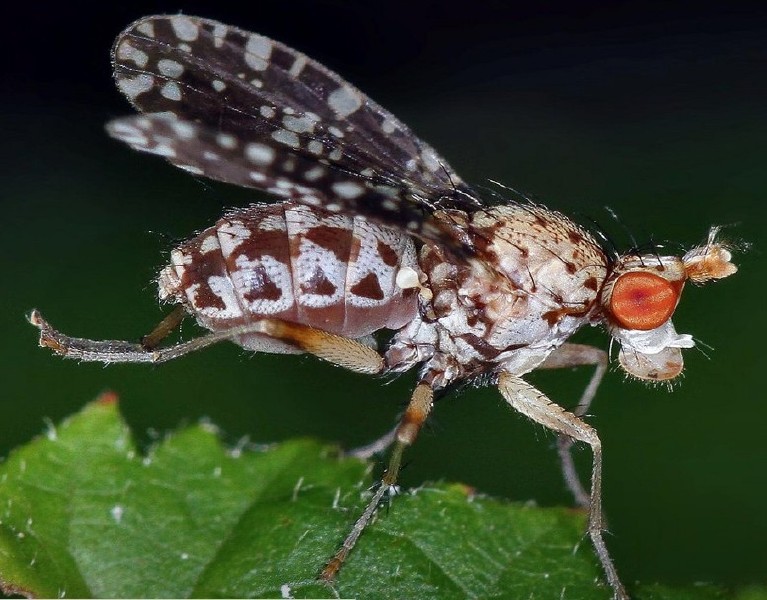 trypetoptera_punctulata.jpg