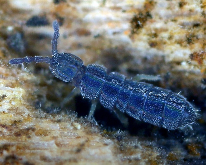 vertagopus_arboreus.jpg