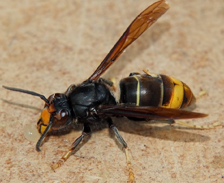 vespa_velutina_fondatrice.jpg