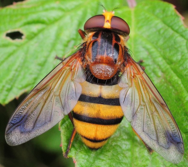 volucella_inanis_femelle.jpg