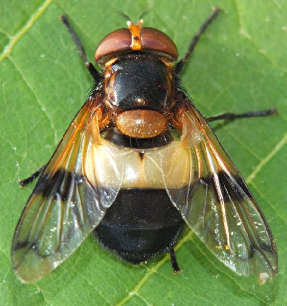 volucella_pellucens_femelle.jpg