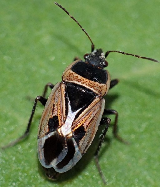 xanthochilus_saturnius.jpg