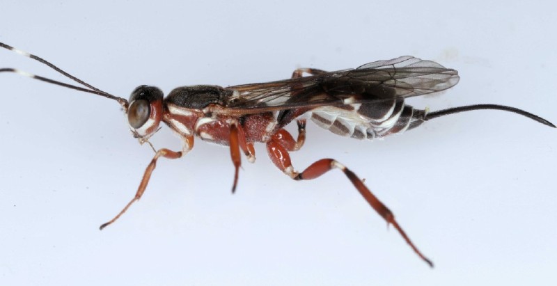 xorides_praecatorius_femelle.jpg