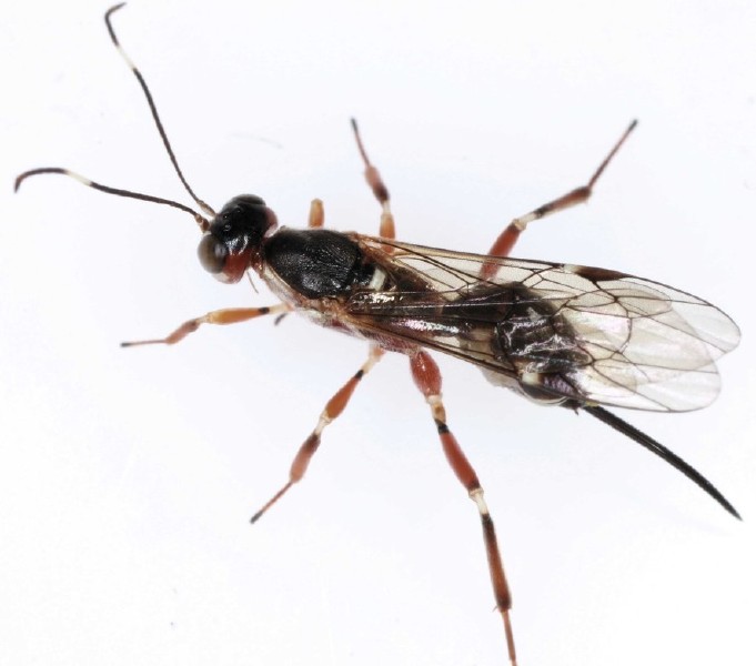 xorides_praecatorius_femelle_1.jpg