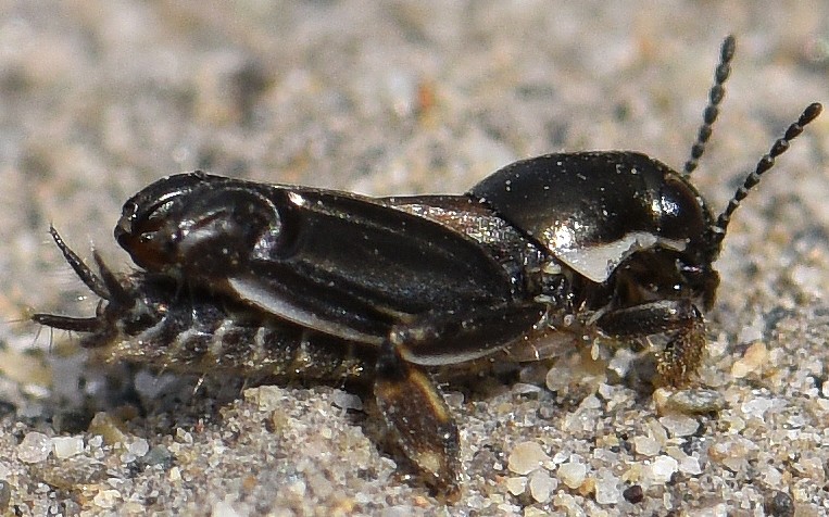 xya_variegata.jpg