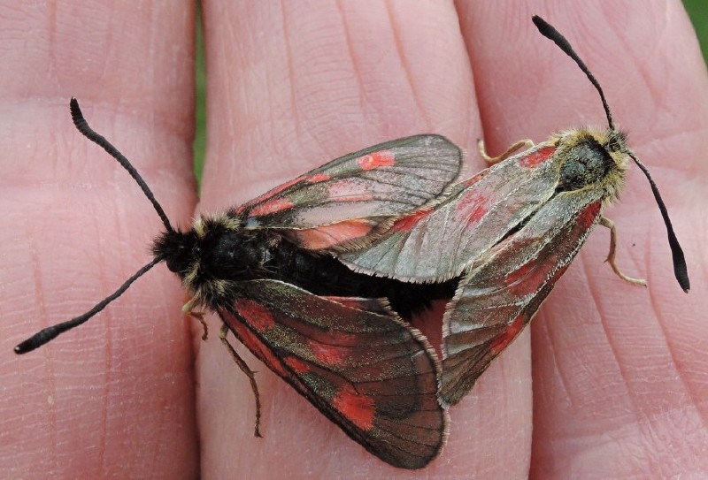 zygaena_exulans_copula.jpg