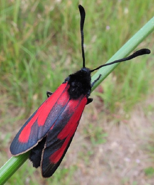 zygaena_purpuralis.jpg