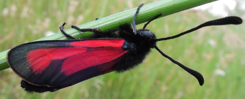 zygaena_purpuralis_1.jpg