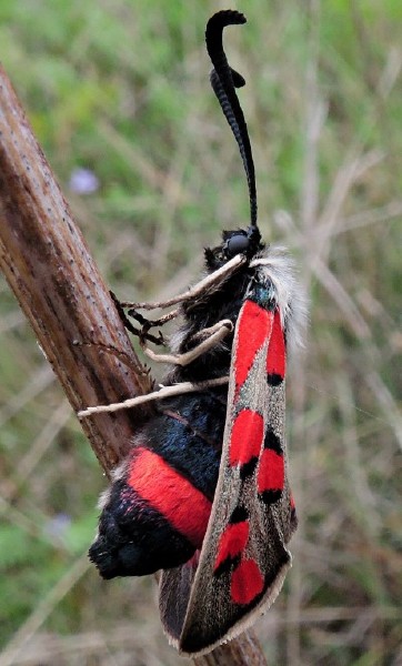 zygaena_rhadamanthus.jpg
