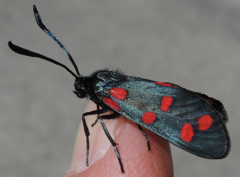 zygaena_transalpina_1.jpg