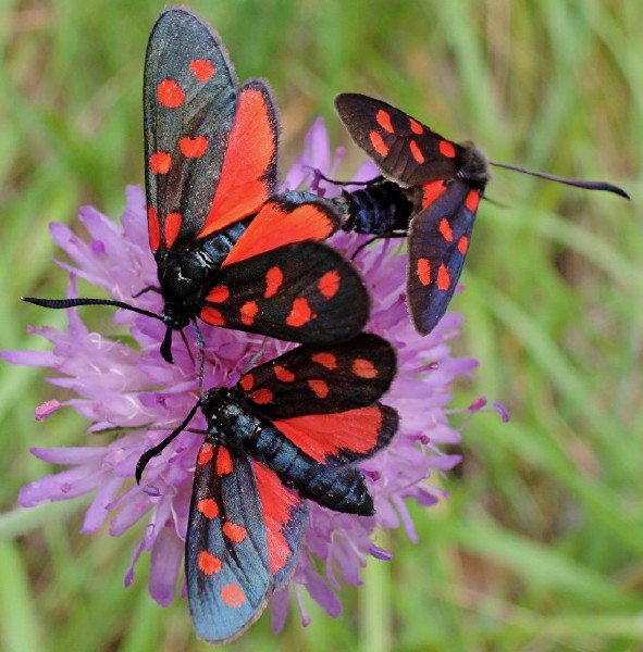 zygaena_transalpina_2.jpg