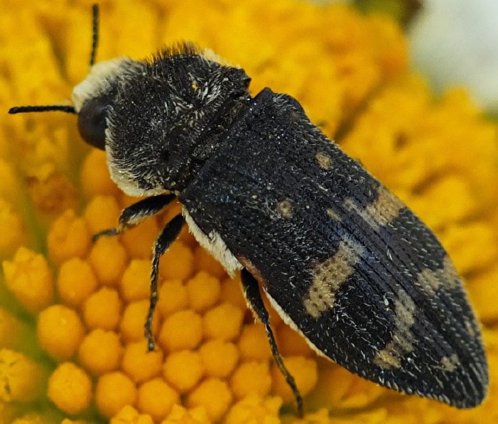 acmaeoderella_flavofasciata.jpg