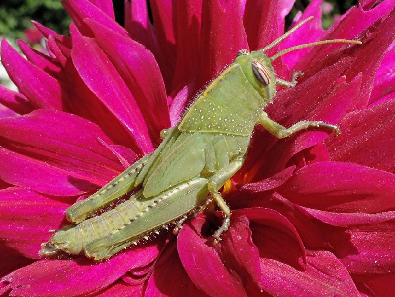 anacridium_aegyptium_juvenile_male.jpg