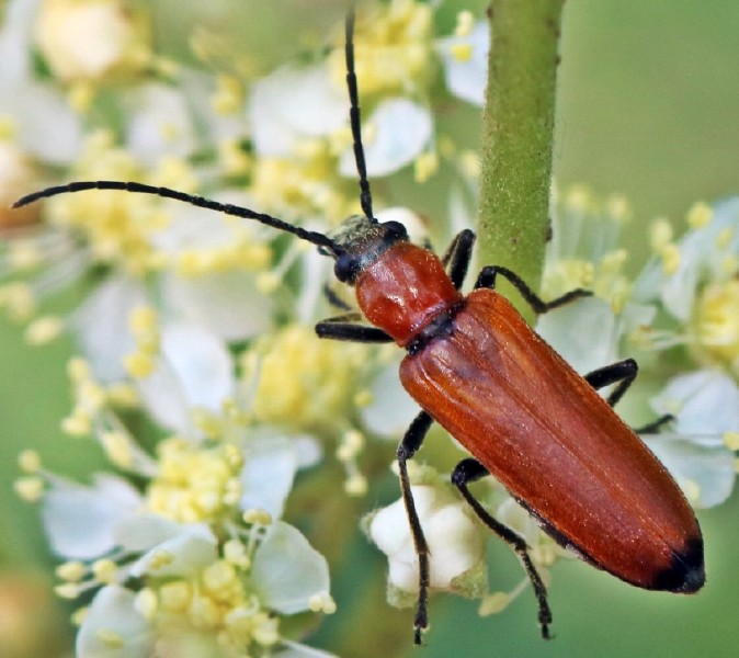 anagcodes_ustulatus_femelle.jpg