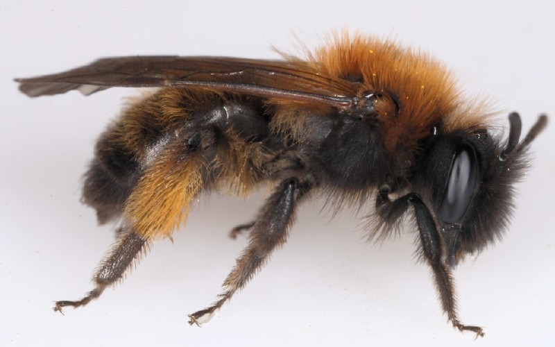 andrena_bicolor_femelle.jpg