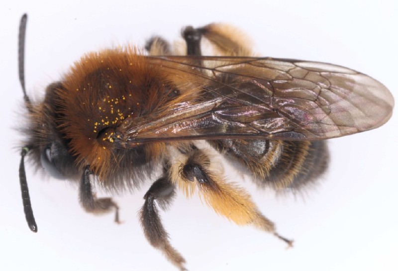 andrena_bicolor_femelle_1.jpg
