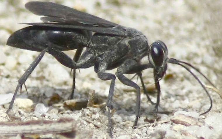 anospilus_orbitalis_luctigerus.jpg