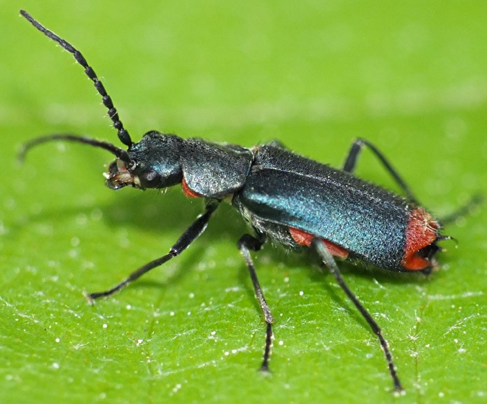 anthomalachius_spinosus_male.jpg