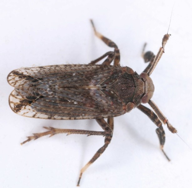 asiraca_clavicornis.jpg