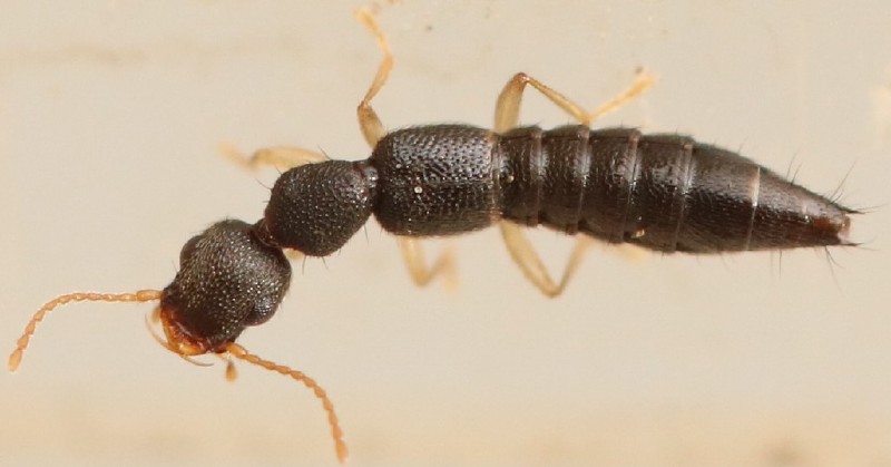 astenus_immaculatus_1.jpg