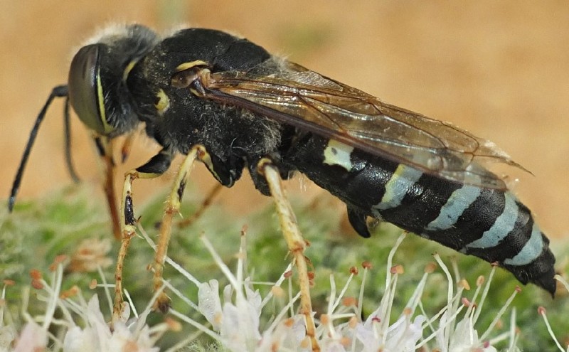 bembix_oculata_male.jpg