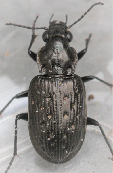 blethisa_multipunctata.jpg