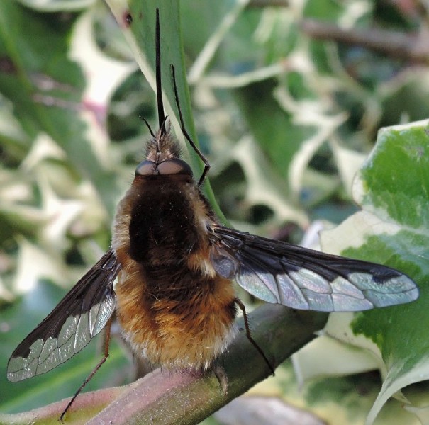 bombylius_major_male_1.jpg
