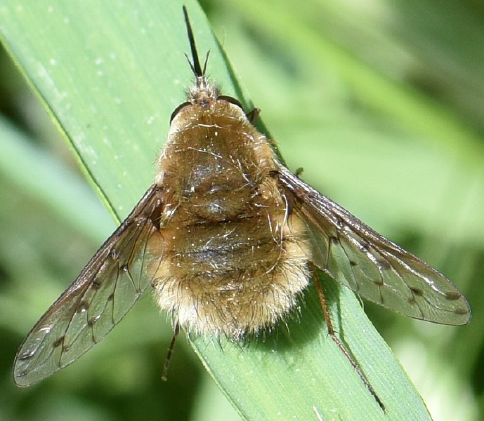 bombylius_medius.jpg